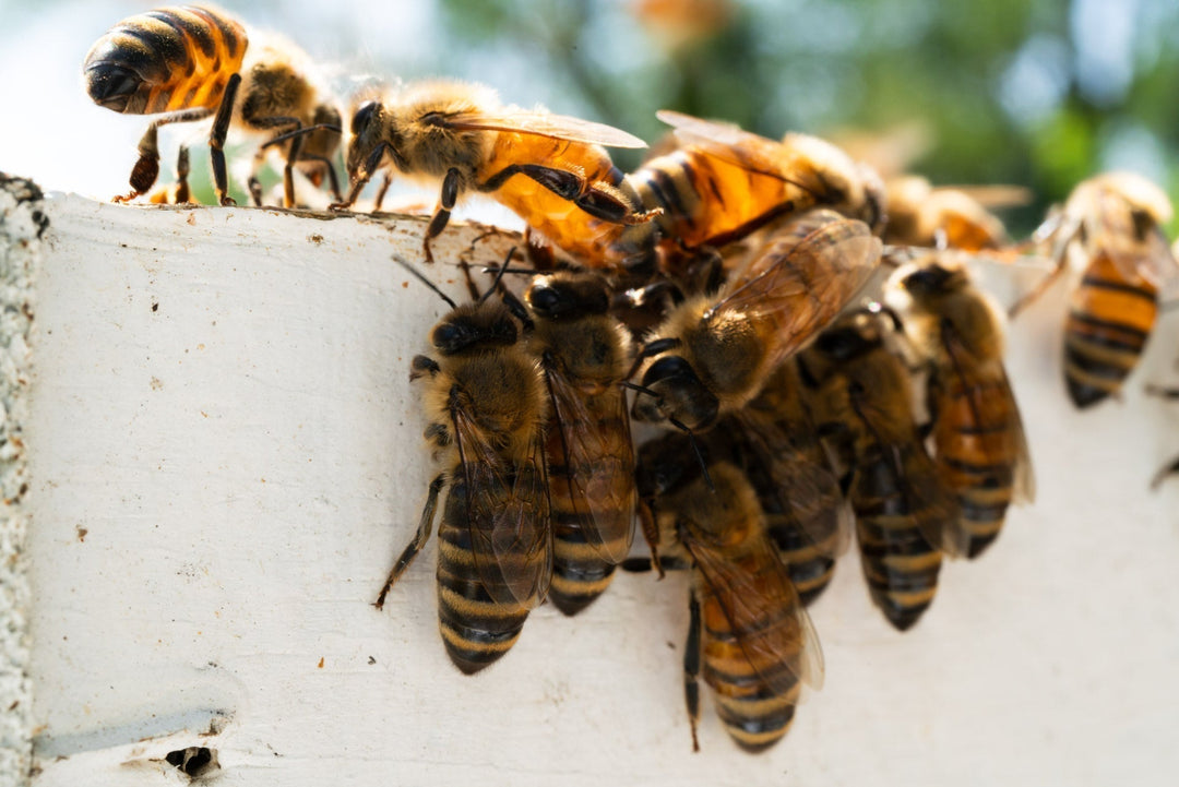 Apitherapy: The Long History of Honey and Bees