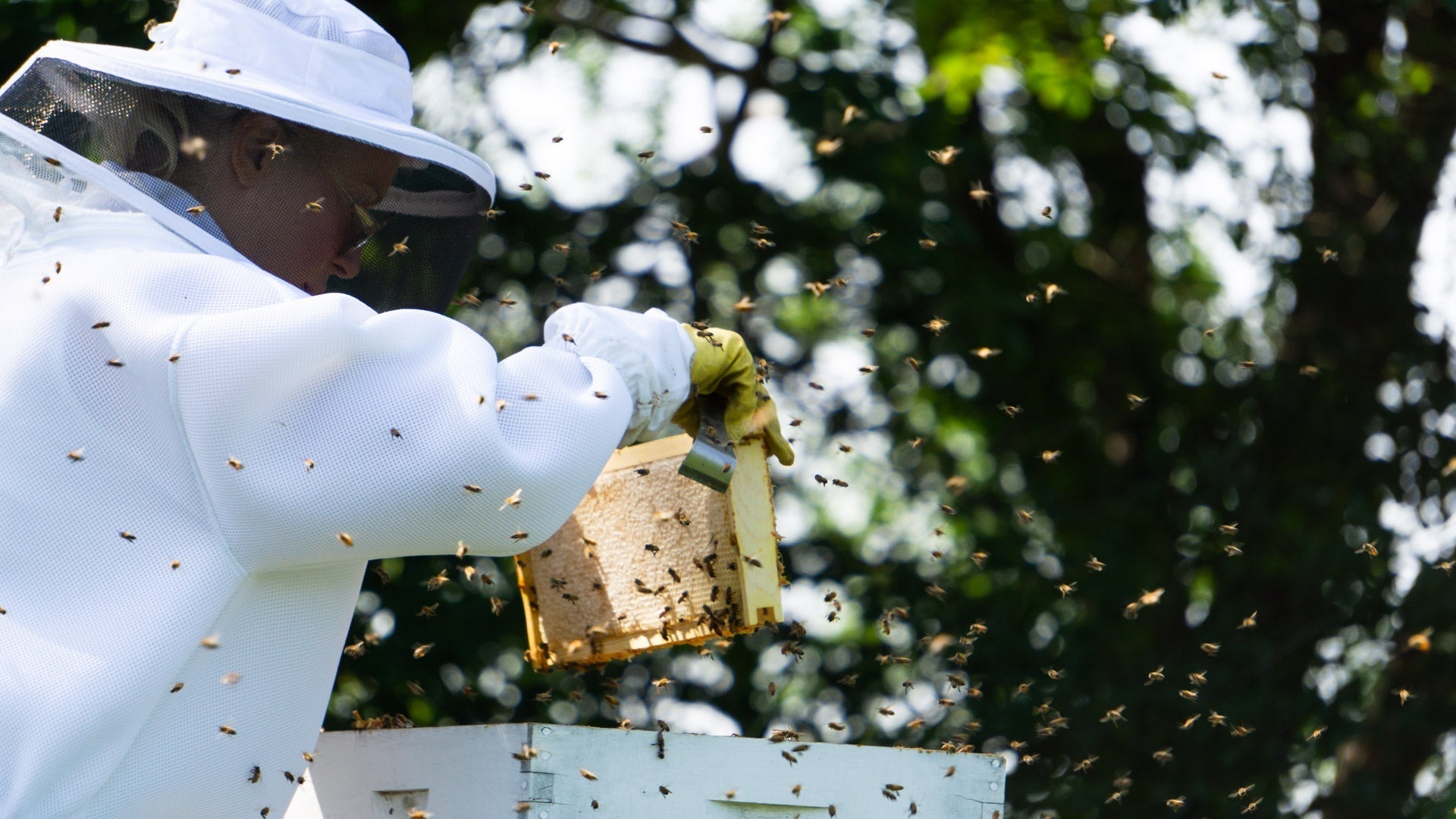 5 Beekeeping Tips for Beginners