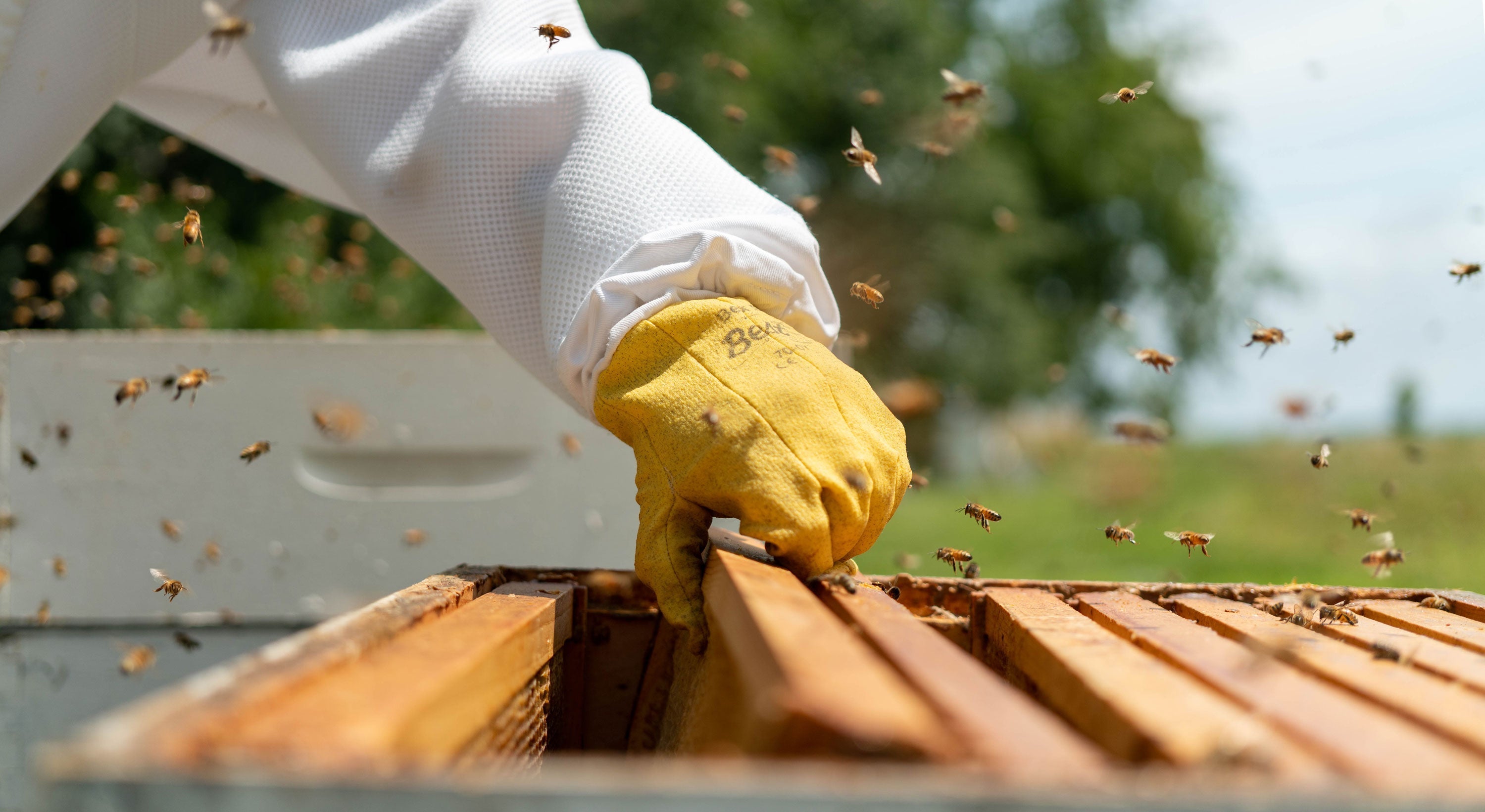 How to Set Up Your First Beehive: A Beginner's Guide