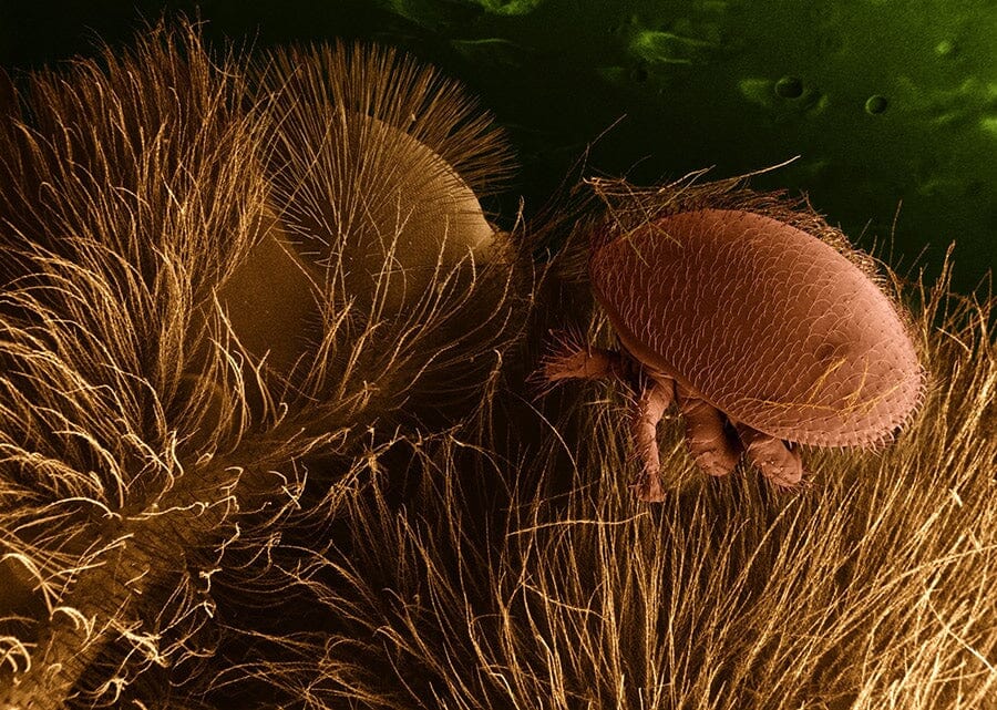 Effective Strategies to Control Varroa Mites