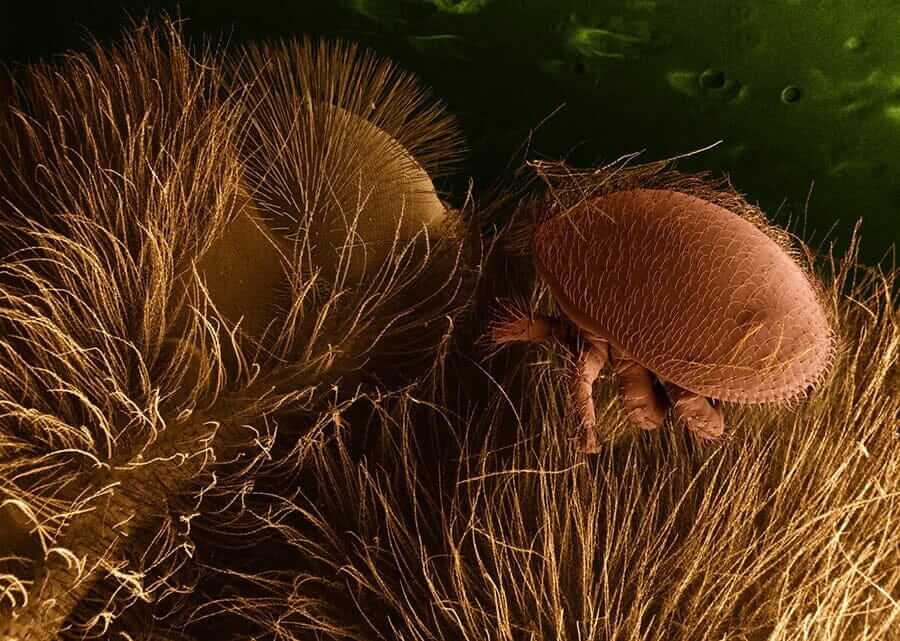 How to Treat Varroa Mites: Complete Control Guide