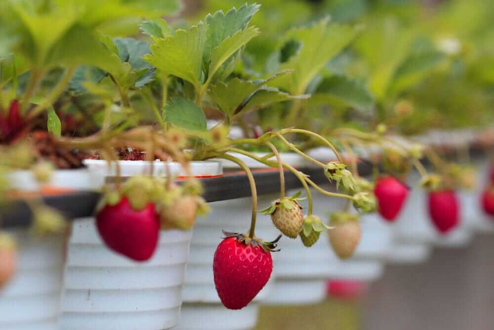 Delicious Strawberry Recipes with Honey