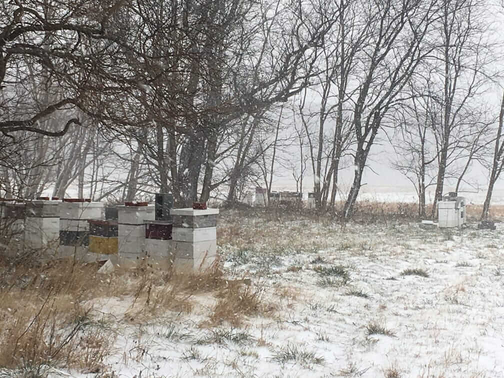 What Do Bees Do in Winter? How Honey Bees Survive Cold Weather