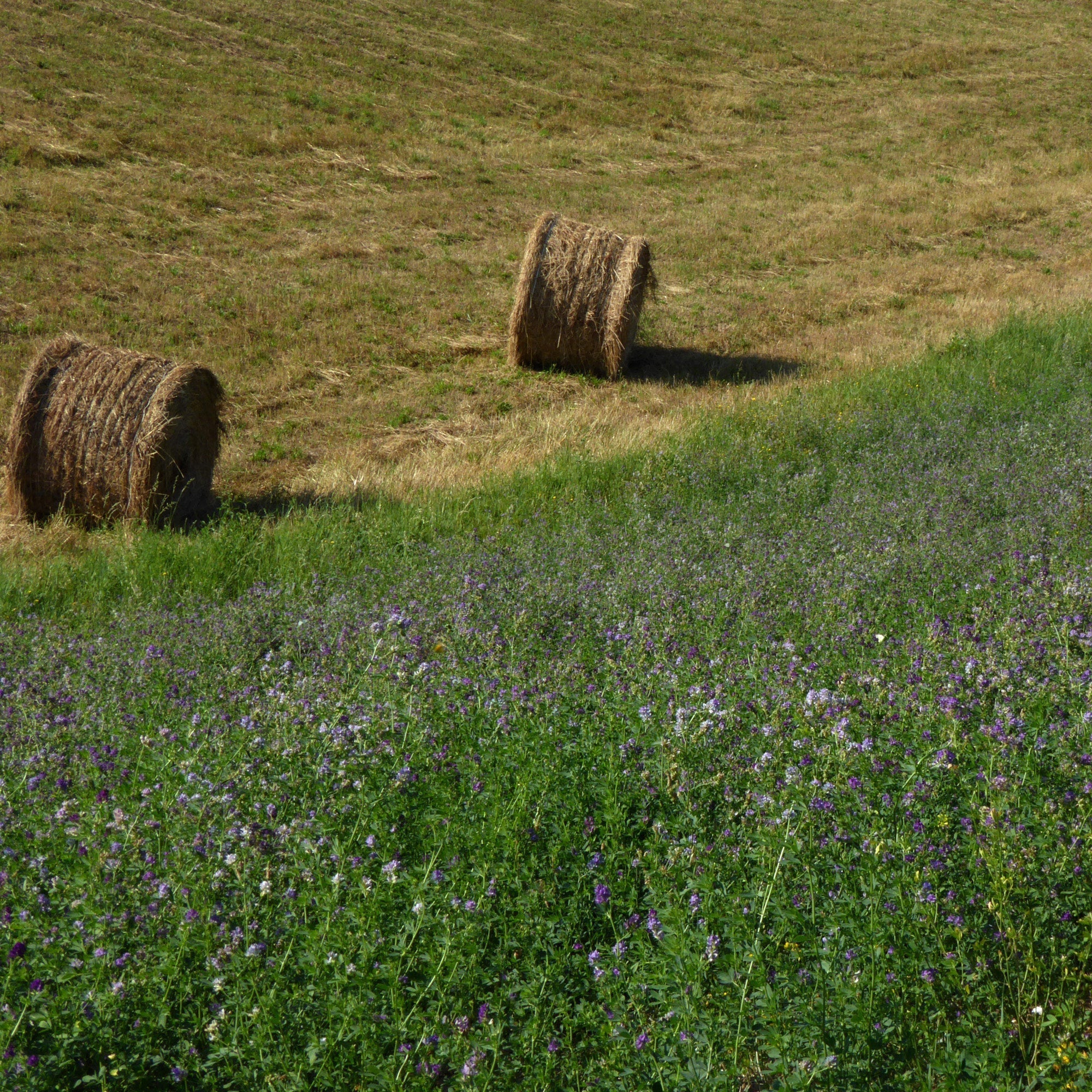 What Is Alfalfa Honey?