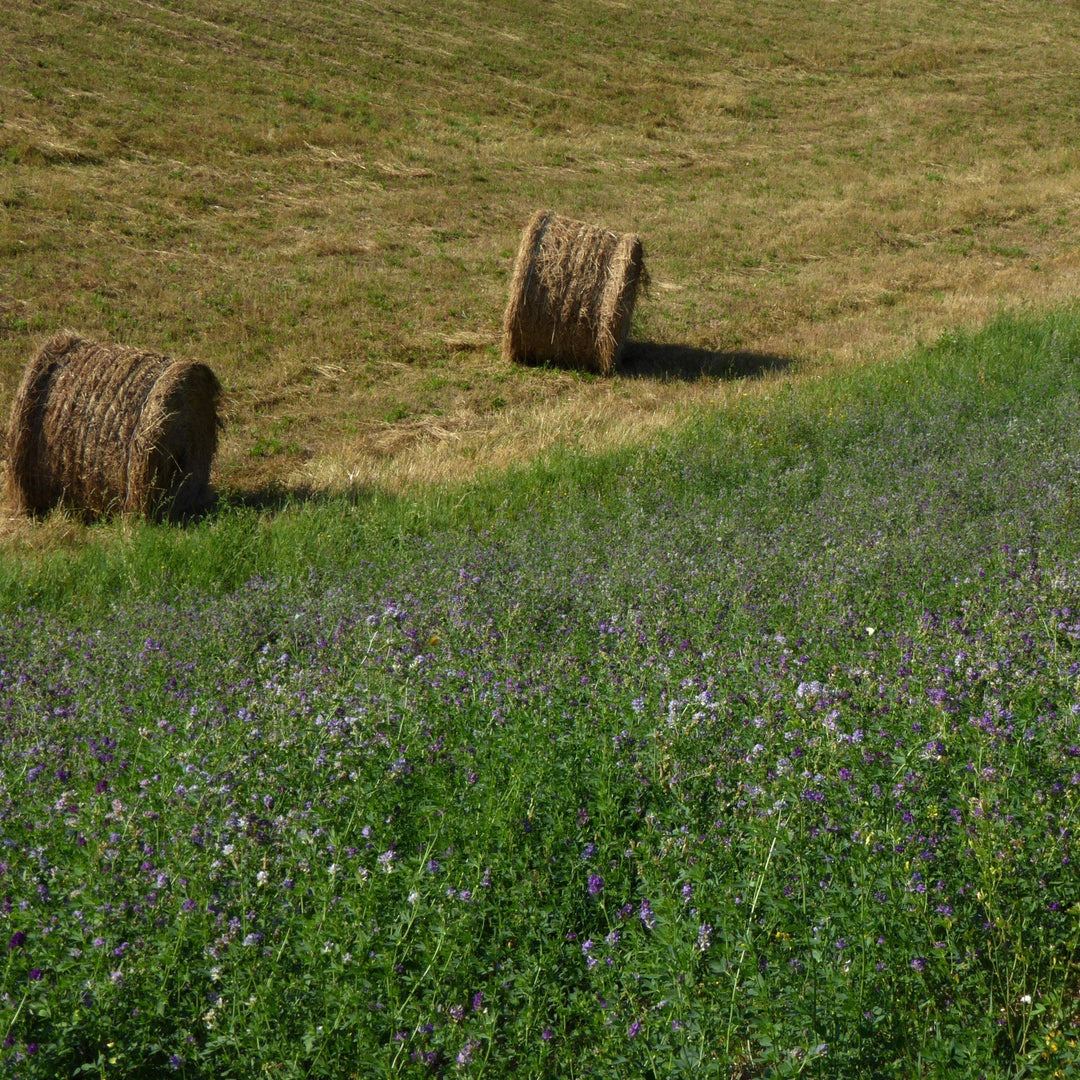 What Is Alfalfa Honey?