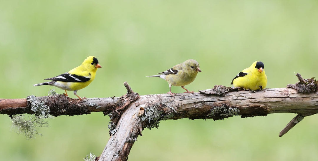 Eastern Shore Life: The Complete Guide to American Goldfinches