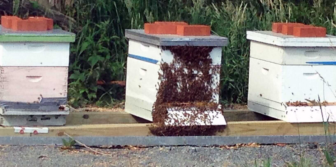 Overpopulation of bees