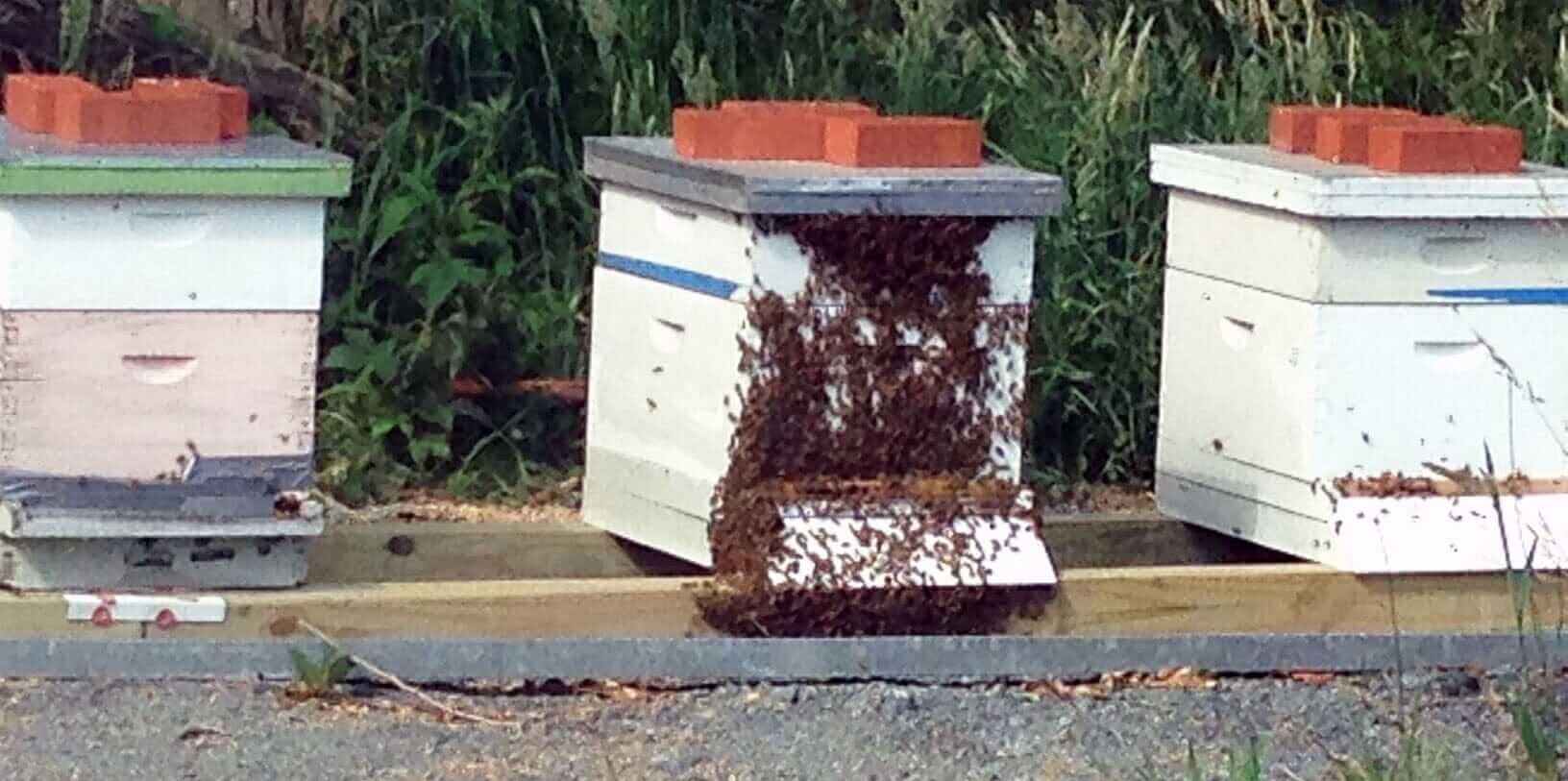 Overpopulation of bees