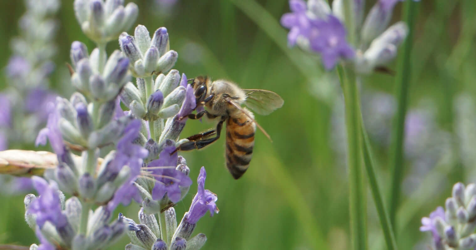 Beyond the Basics: Unique Lavender Recipes You Haven‘t Tried Yet