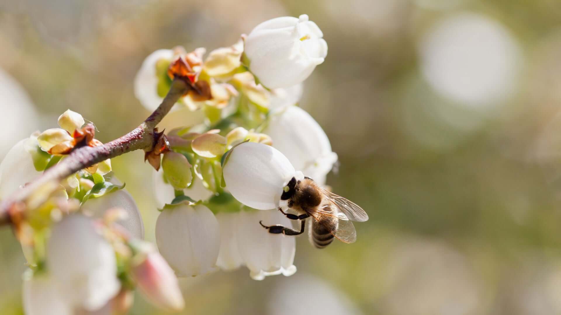 honey bee on blueberry blossom