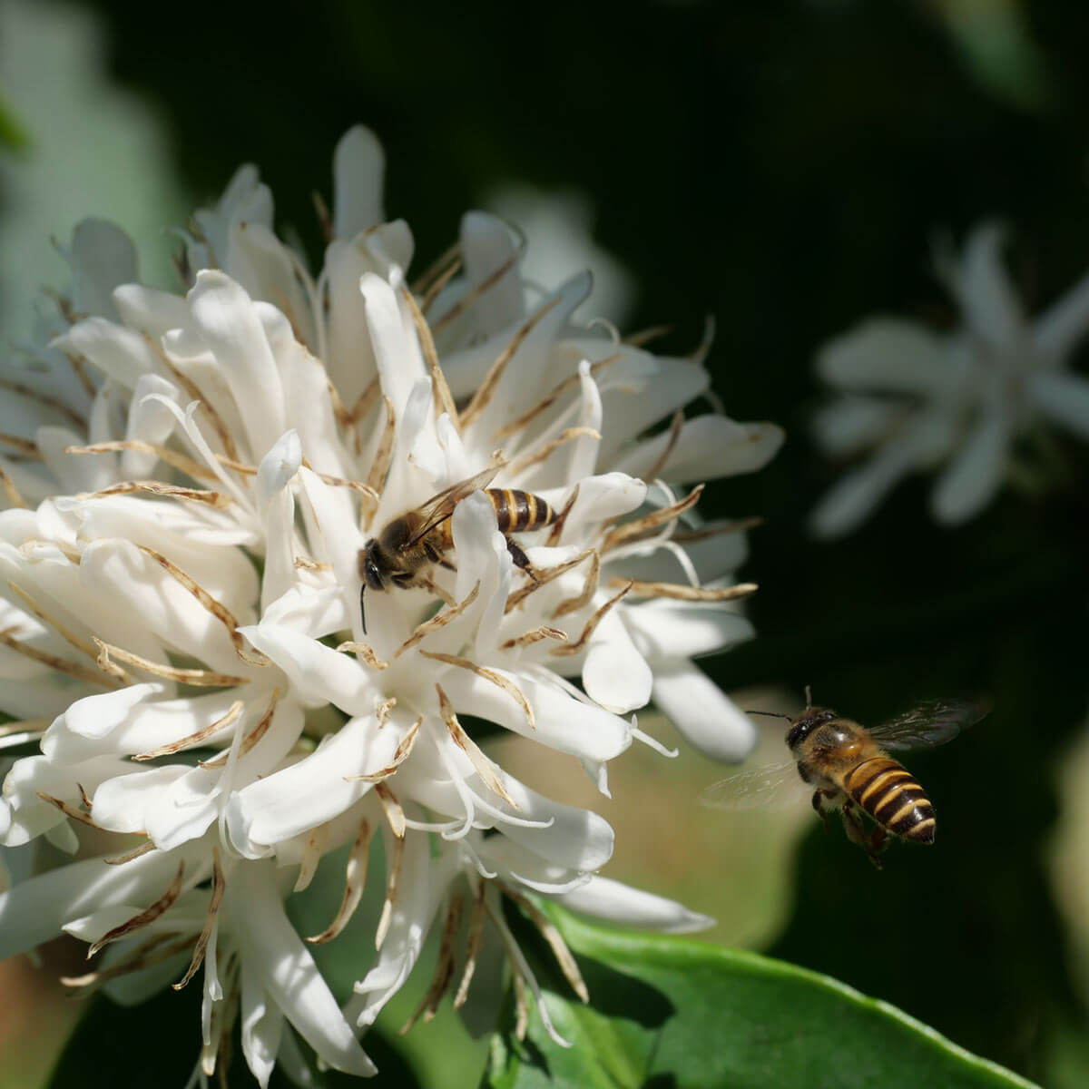 What Is Coffee Blossom Honey?