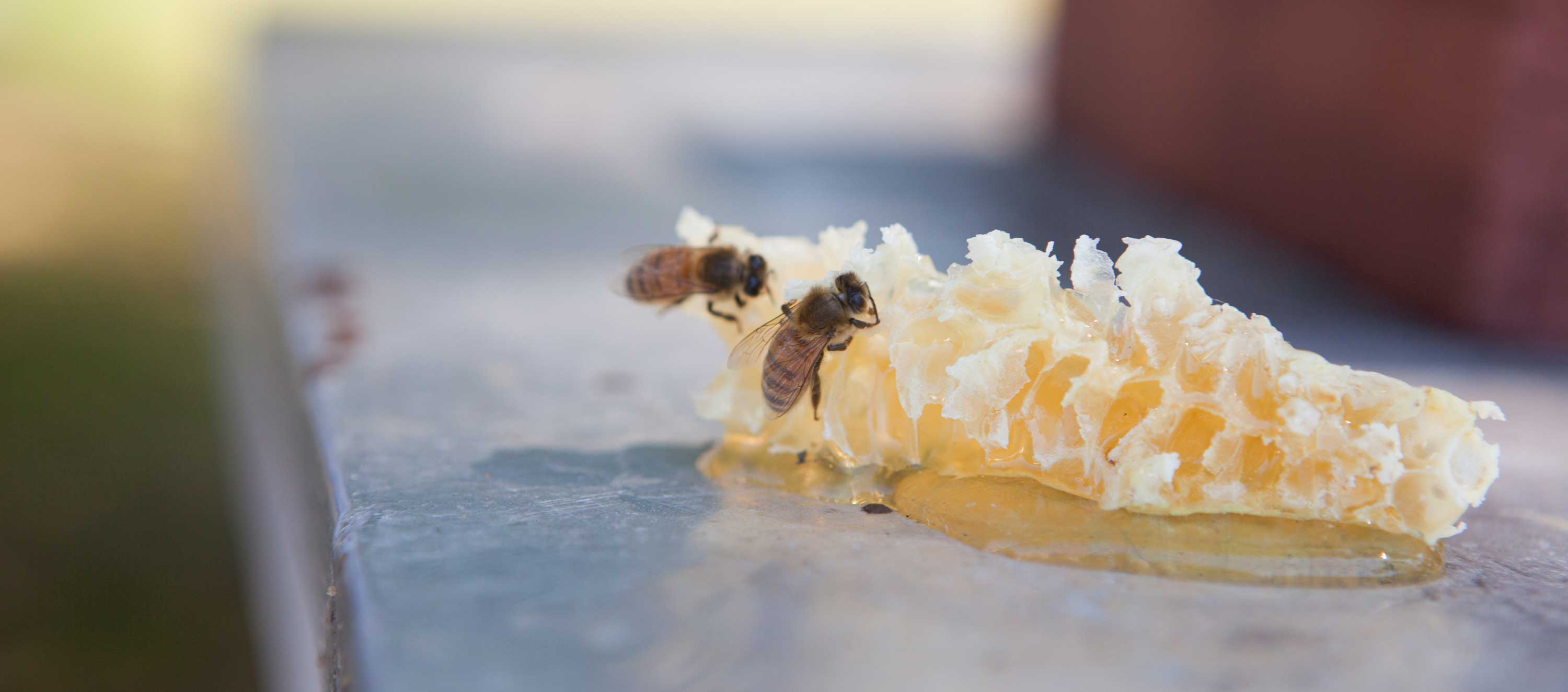 Honey Bee Facts & Myths: Lore, Truths, and Sweet Wisdom