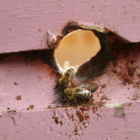 Five Beekeeping Tips