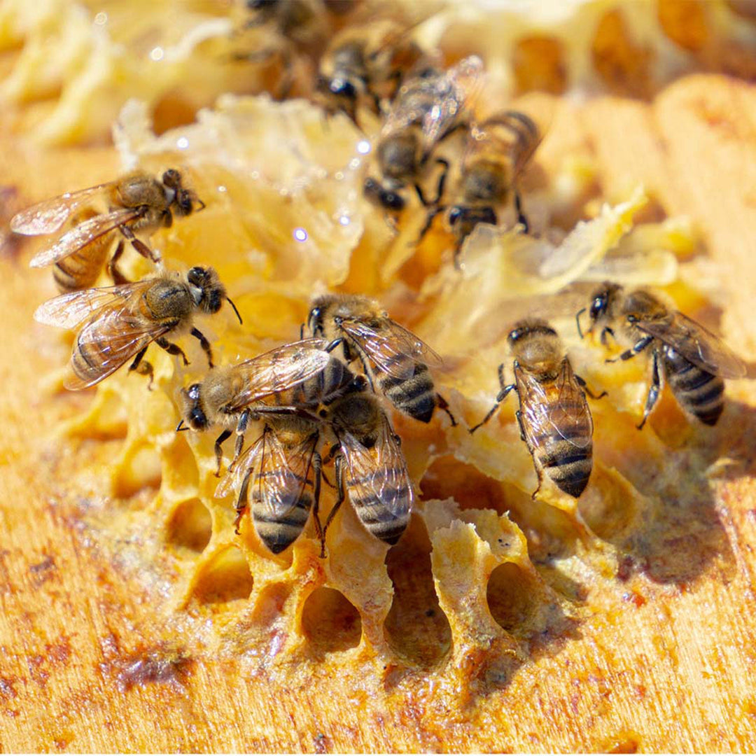 Bees on a honeycomb with a close-up view