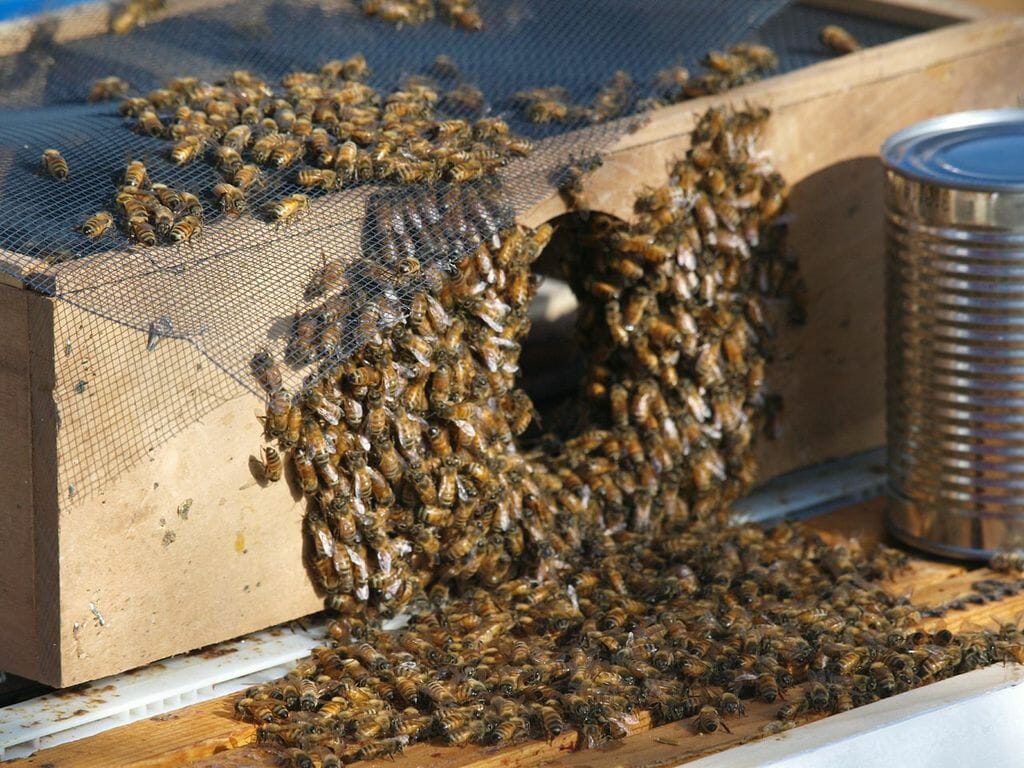 Beginners Luck Honey Harvest