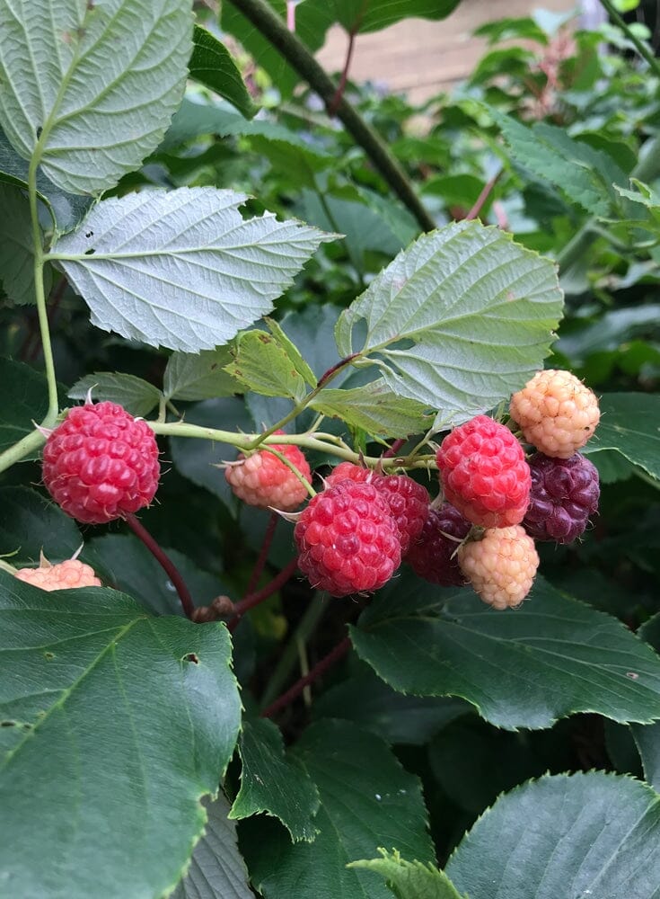 The Sweetest Treats of Summer: Blackberries in Season