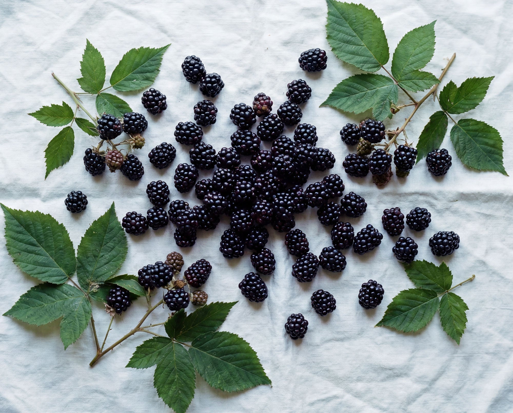 blackberries on cloth with foliage