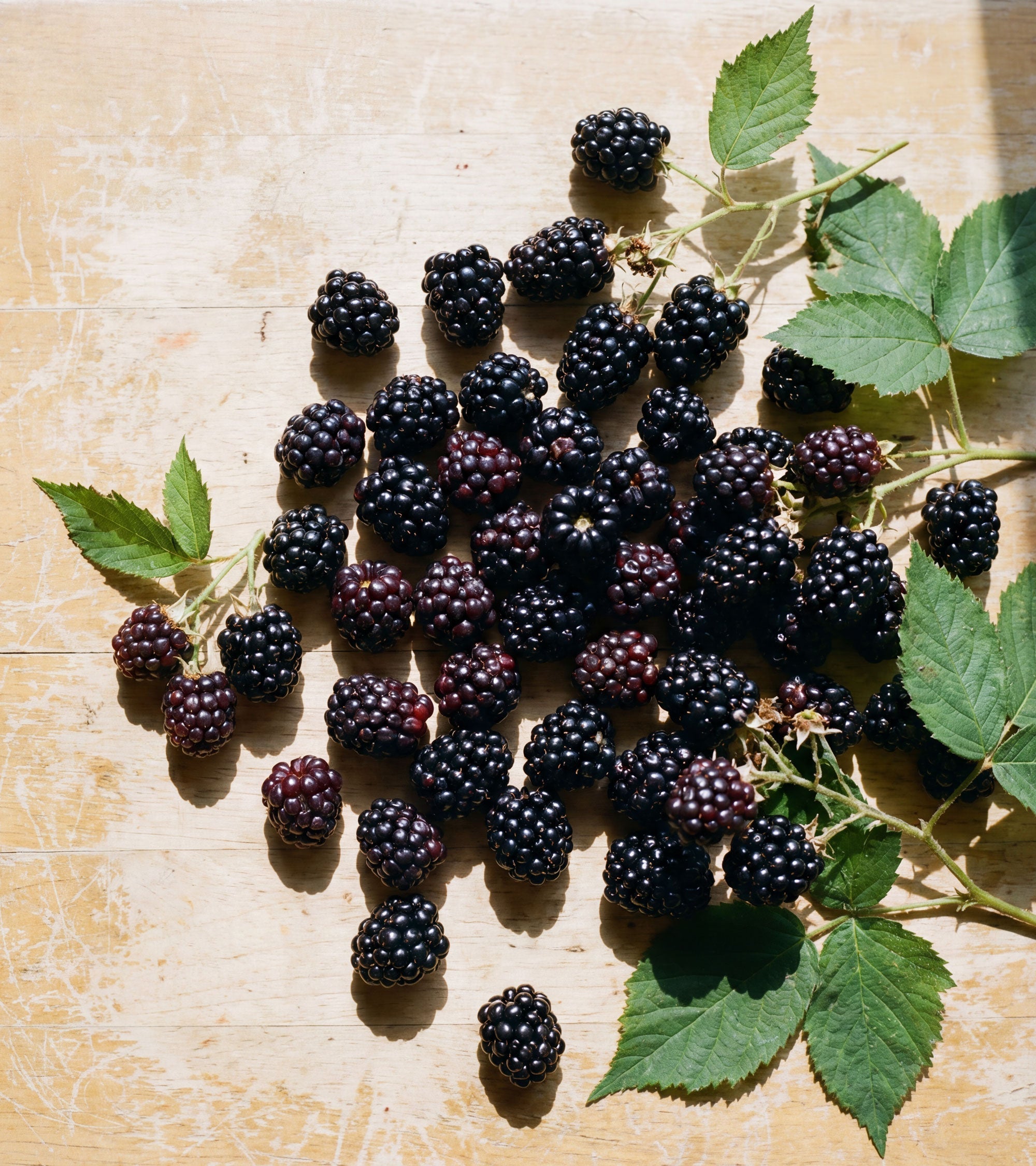 blackberries just picked with greens