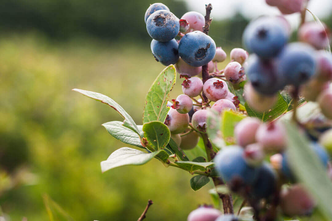 A branch of a blueberry bush teeming with fresh blueberries.