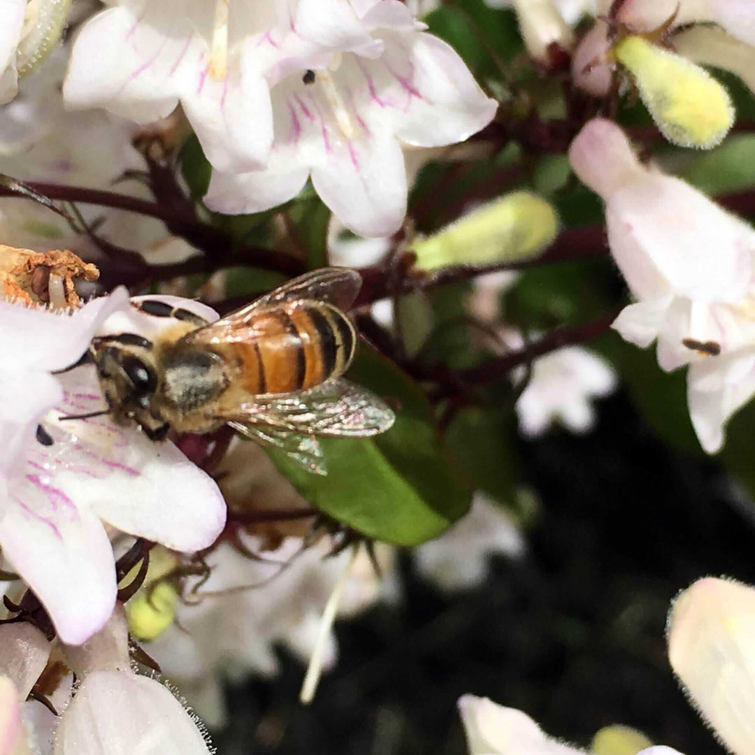 Lessons from the Hive: Bee Inspired for a Better You