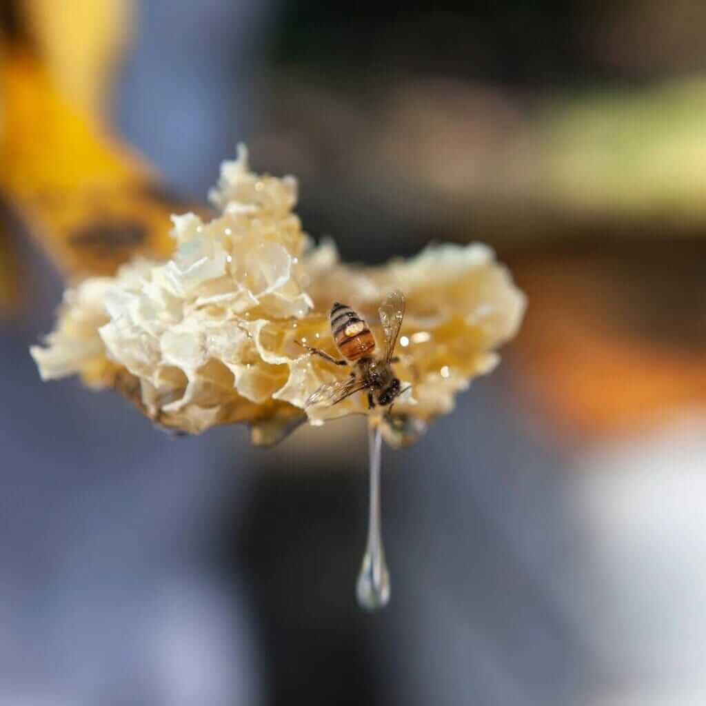 a bee on dripping honeycomb