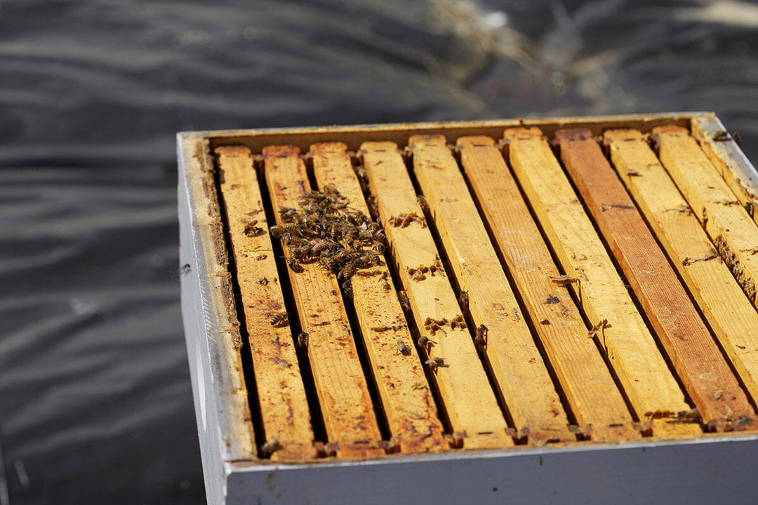 Checking in on the Hives on Day Twenty