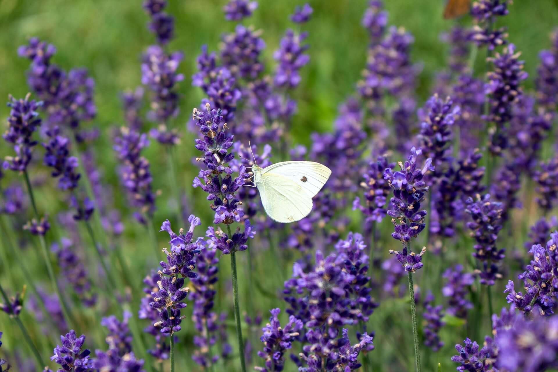 Grow Beautiful, Fragrant Lavender in Maryland: Expert Tips \u0026 Tricks - Bee  Inspired Goods, image size:1920x1280