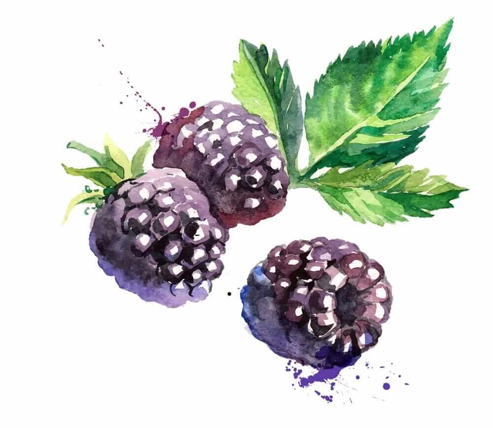 illustration of blackberries and leaves