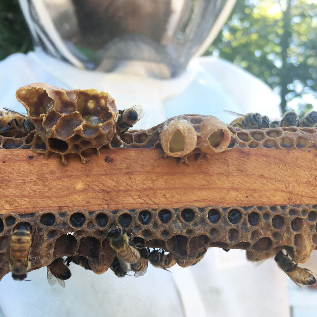 underside of frame with open queen cells