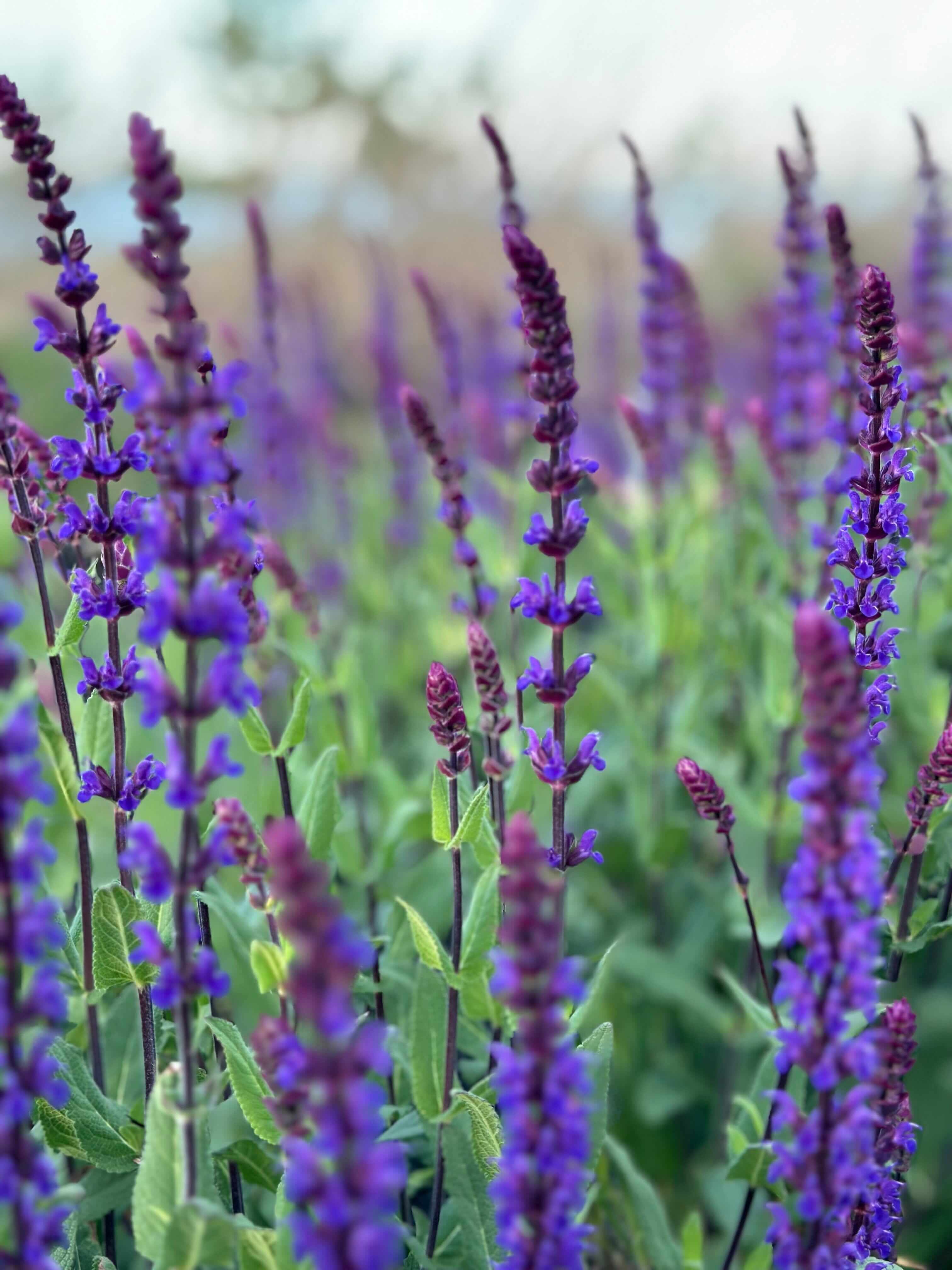 What Is Earth Day? The Global Movement for Environmental Protection and Bee Conservation