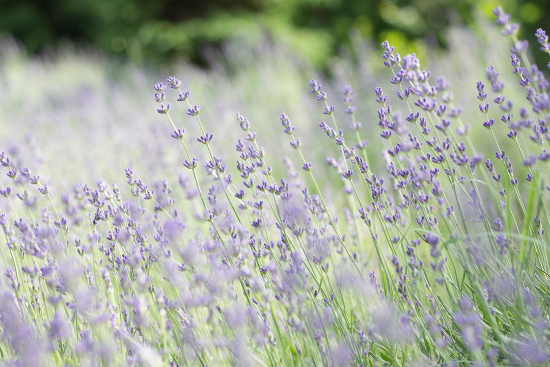 Lavender, the Little Flowers that Pack a Punch.