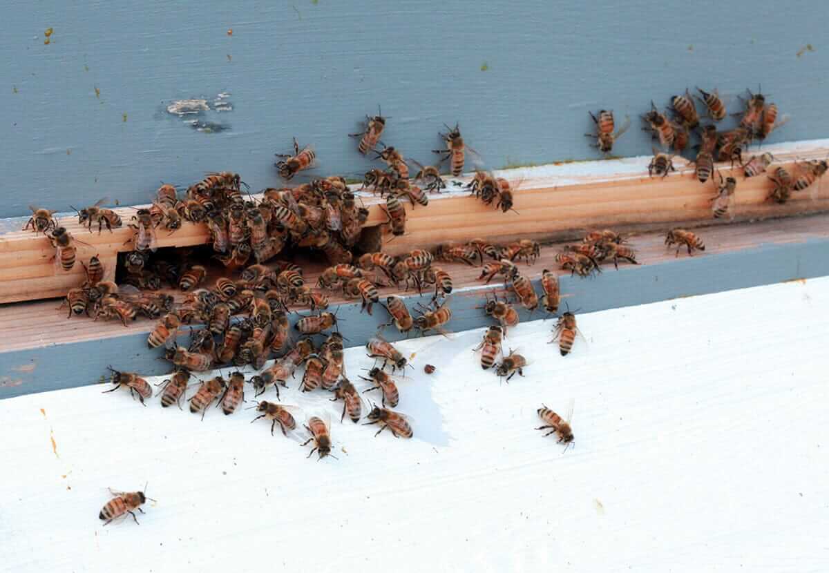 My First Beekeeping Post