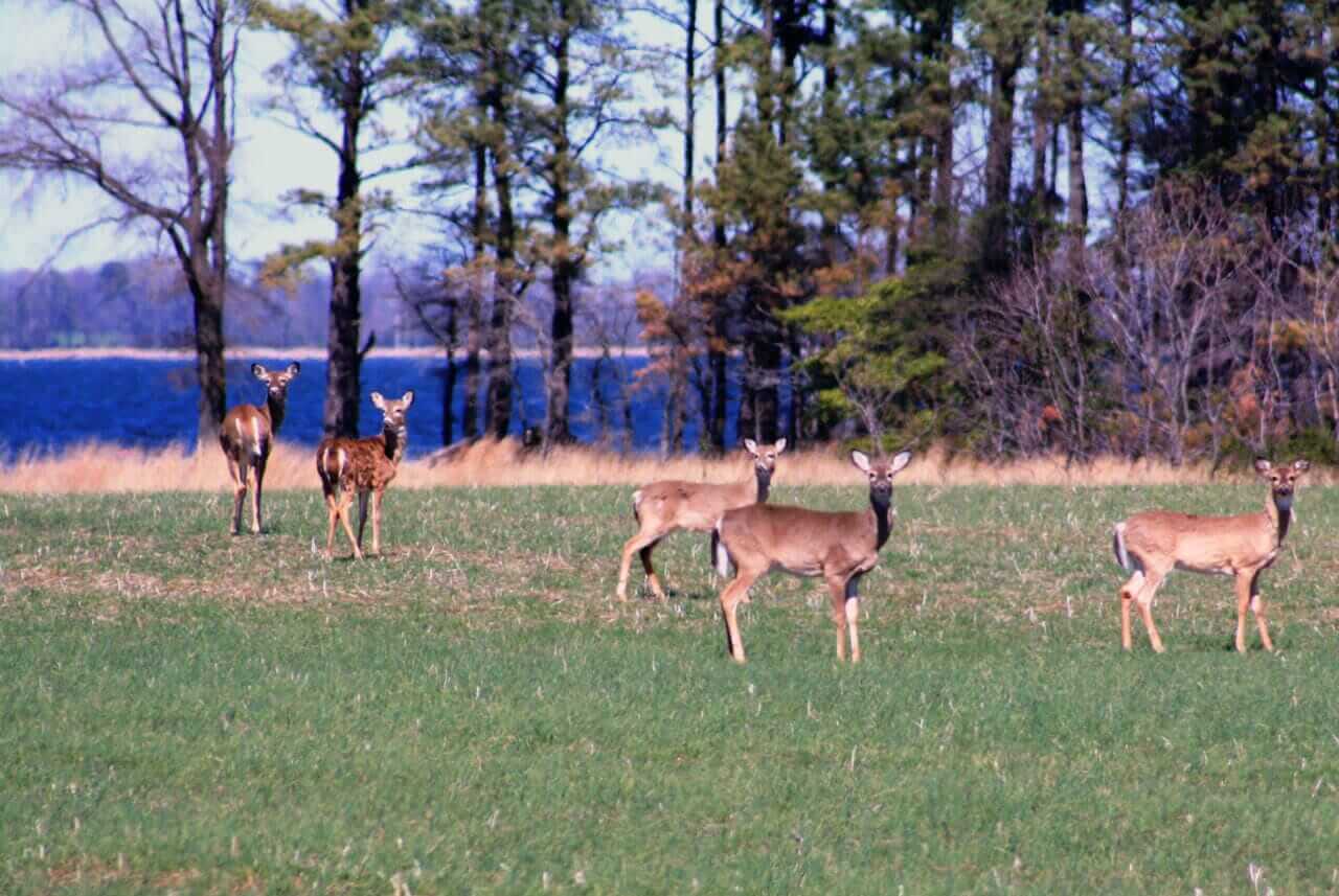 Oh Dear! The Ultimate Guide to Deer-Resistant Plants