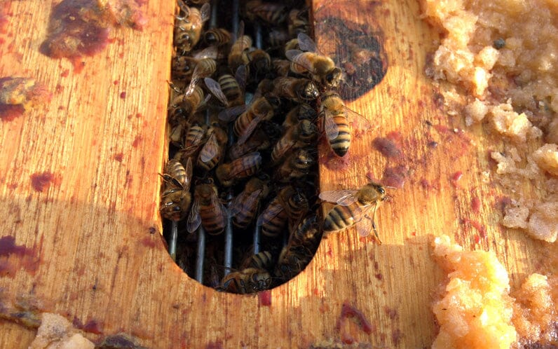 Feeding Bees