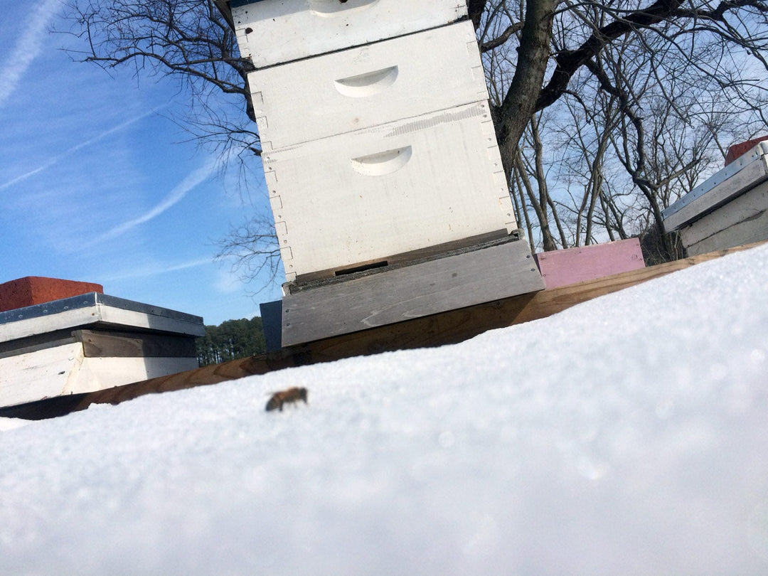 My Bees Needed a Z-pack