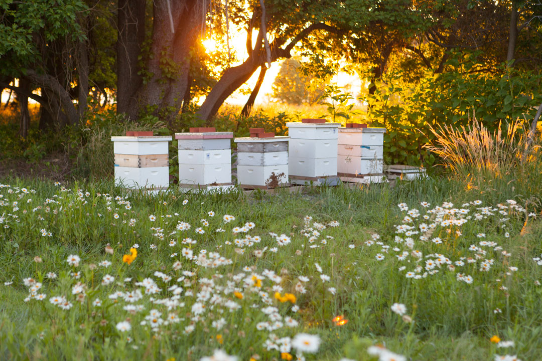 A Mother’s Hive