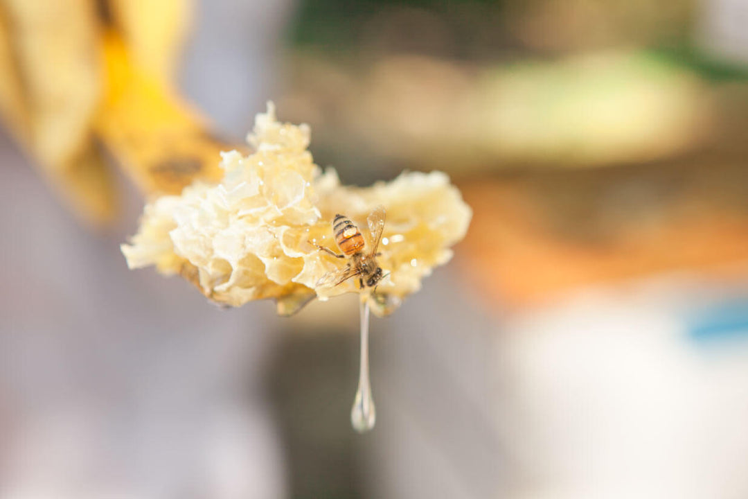 honey harvest beeswax and bee