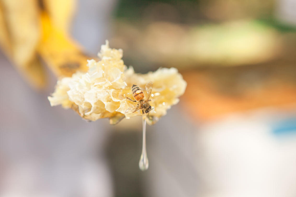 honey harvest beeswax and bee