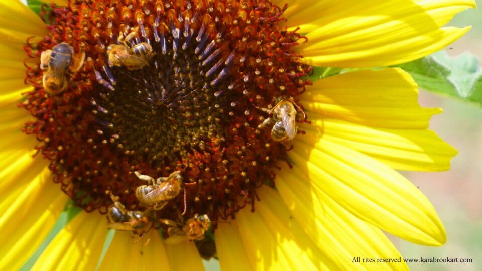 Bees and Farming