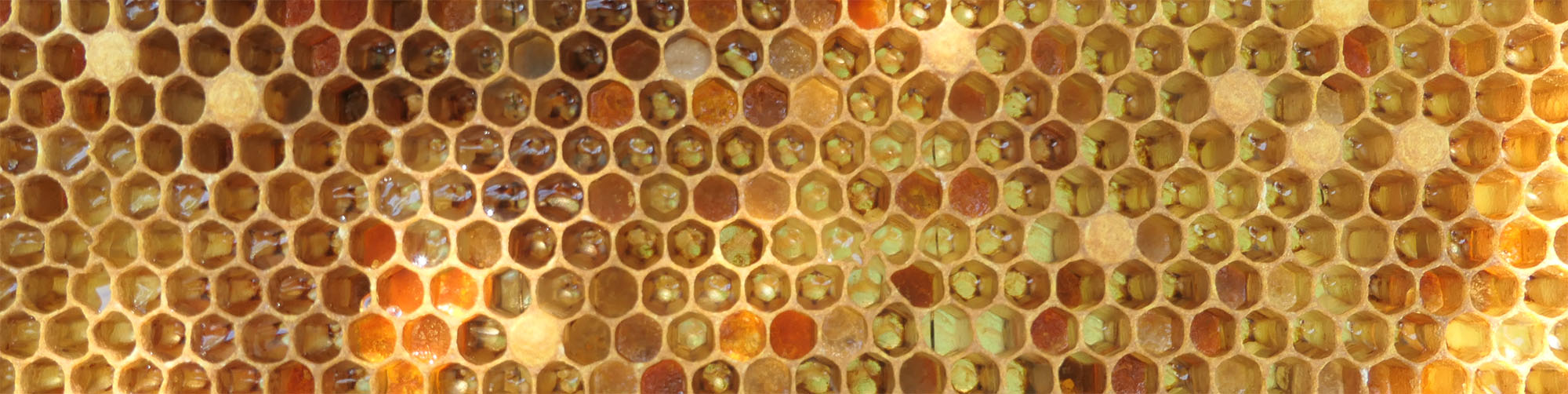 Why Does Honey Crystallize? The Science, the Fix, and Why It's Actually a Good Sign