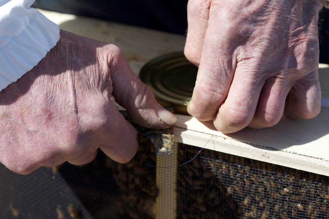 Buying Bees: 4 Ways to Start Your First Hive