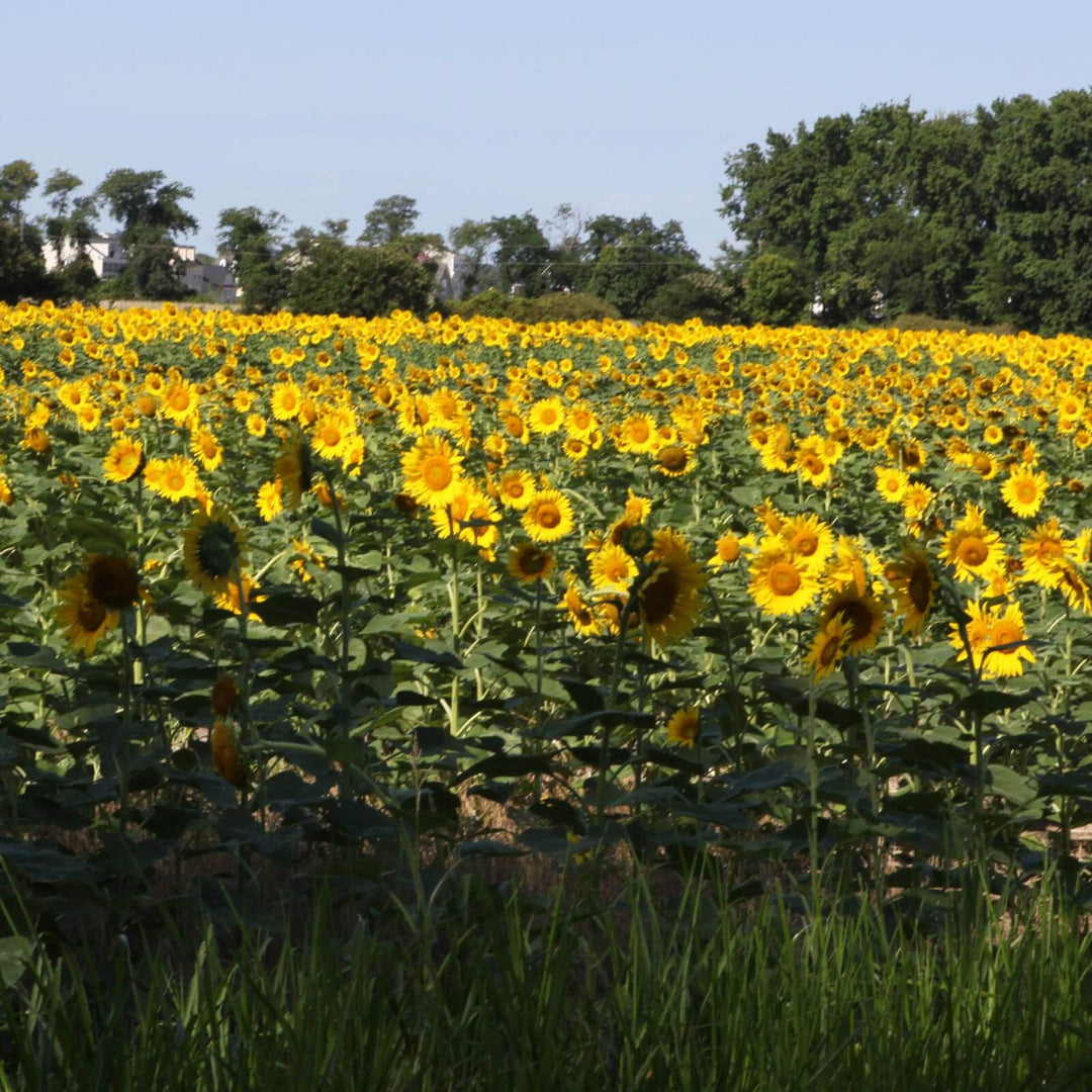 Do Bees Like Sunflowers?