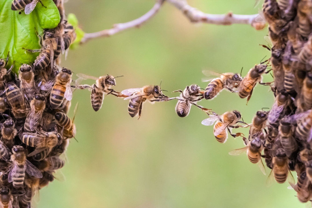What is Festooning and why do bees do it?