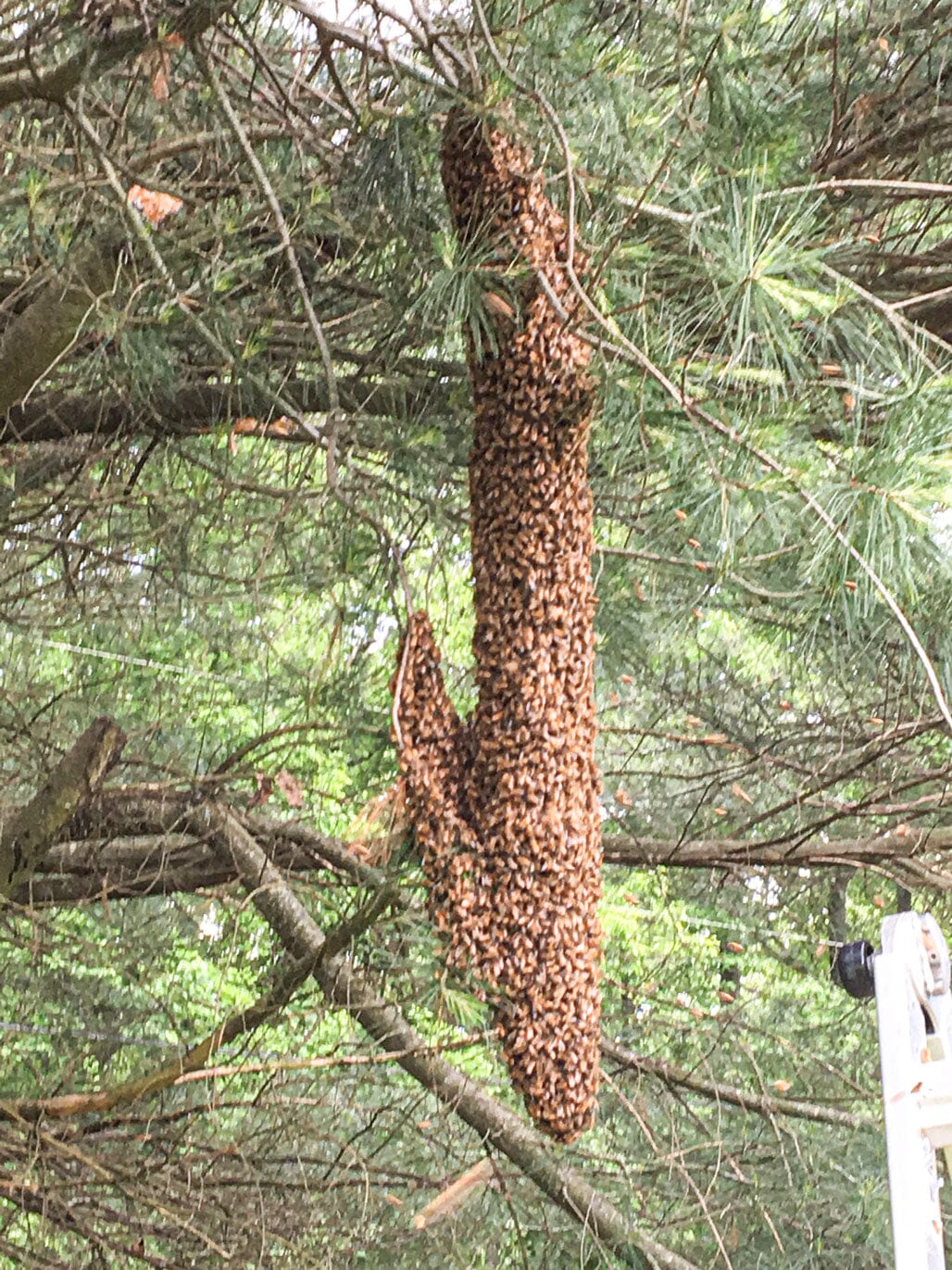 What Makes Bees Swarm?