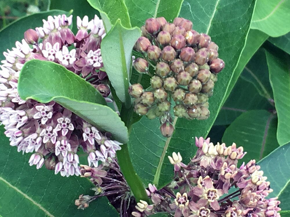 Milkweed on the Eastern Shore