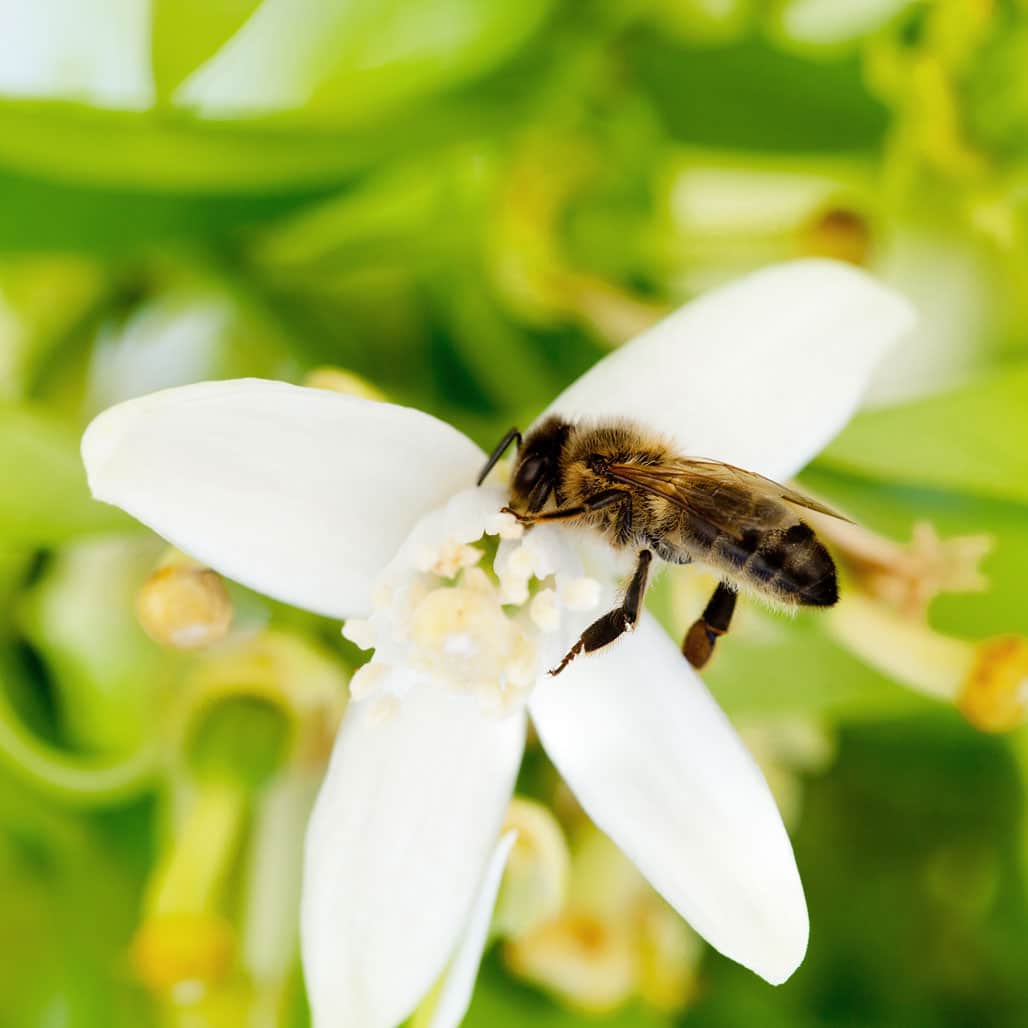 Discover the Sweet Allure of Orange Honey: Nature’s Fragrant Nectar
