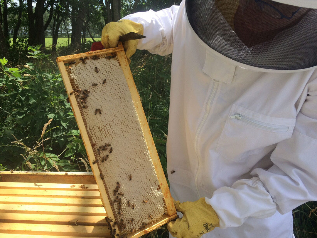 Spring Honey Harvest 2016