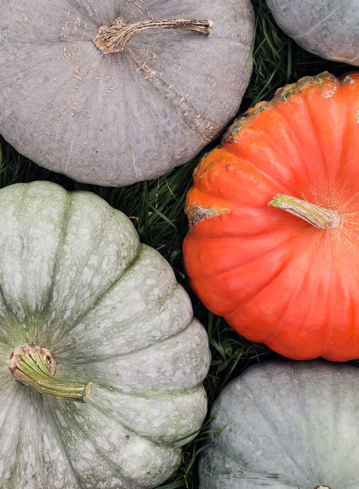 Vegan Pumpkin Recipes for Autumn