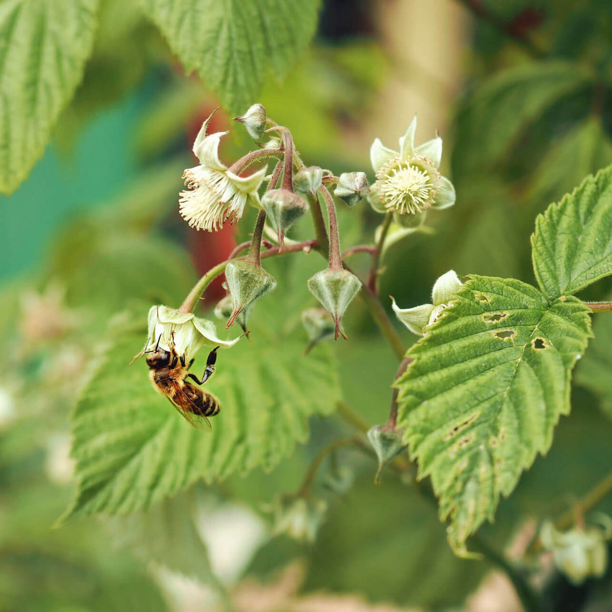 Bee Inside Raspberry What Is Raspberry Honey? | Bee Inspired Goods