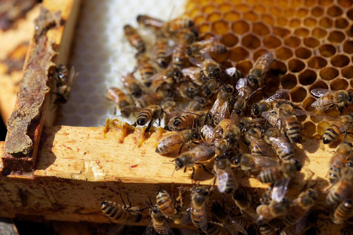The Honey Industry